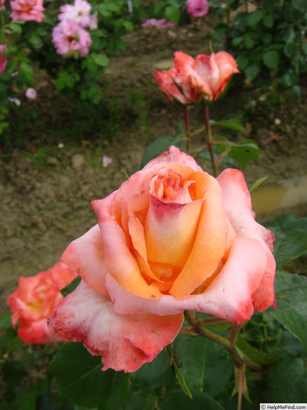 'Frohsinn® '82' rose photo