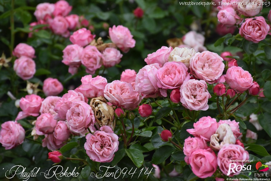 'Playful Rokoko ®' rose photo