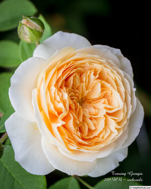 'Teasing Georgia' rose photo