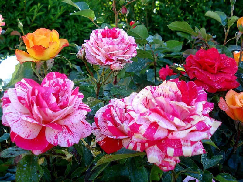 'Anniversaire' rose photo