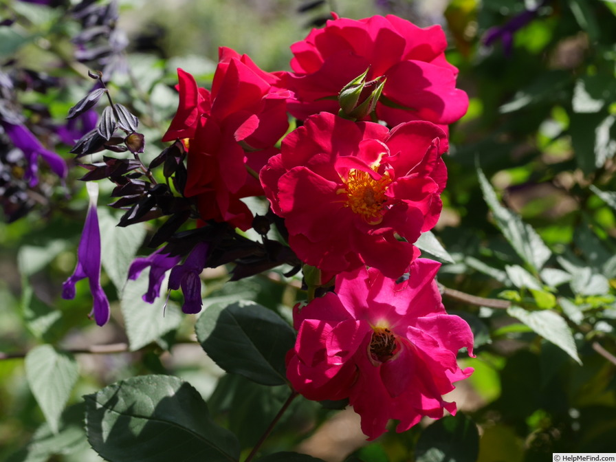 'Wes Abrahams' rose photo