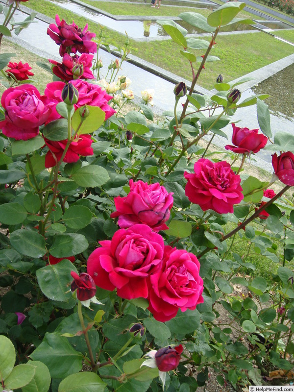 'Alphonse Troussard' rose photo