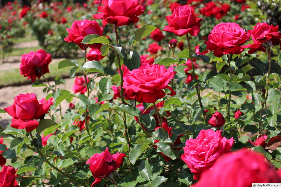 'Chantilly' rose photo