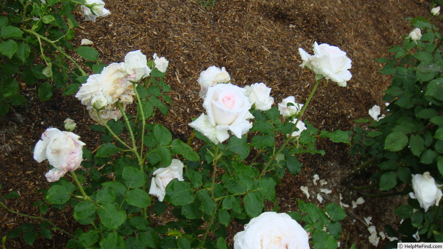 'Puritas' rose photo