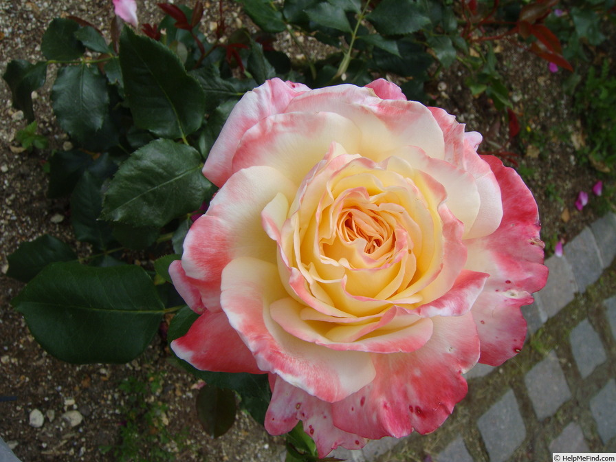 'Andrea Jane' rose photo