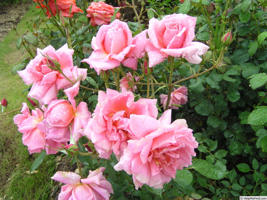 'Madame Nicolas Aussel' rose photo