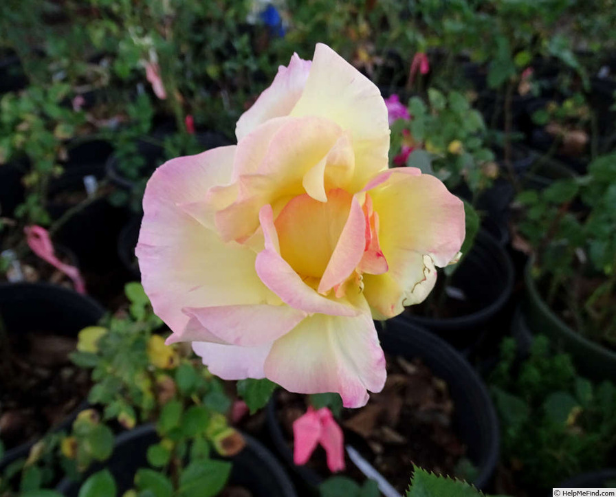 'Northern Gold' rose photo