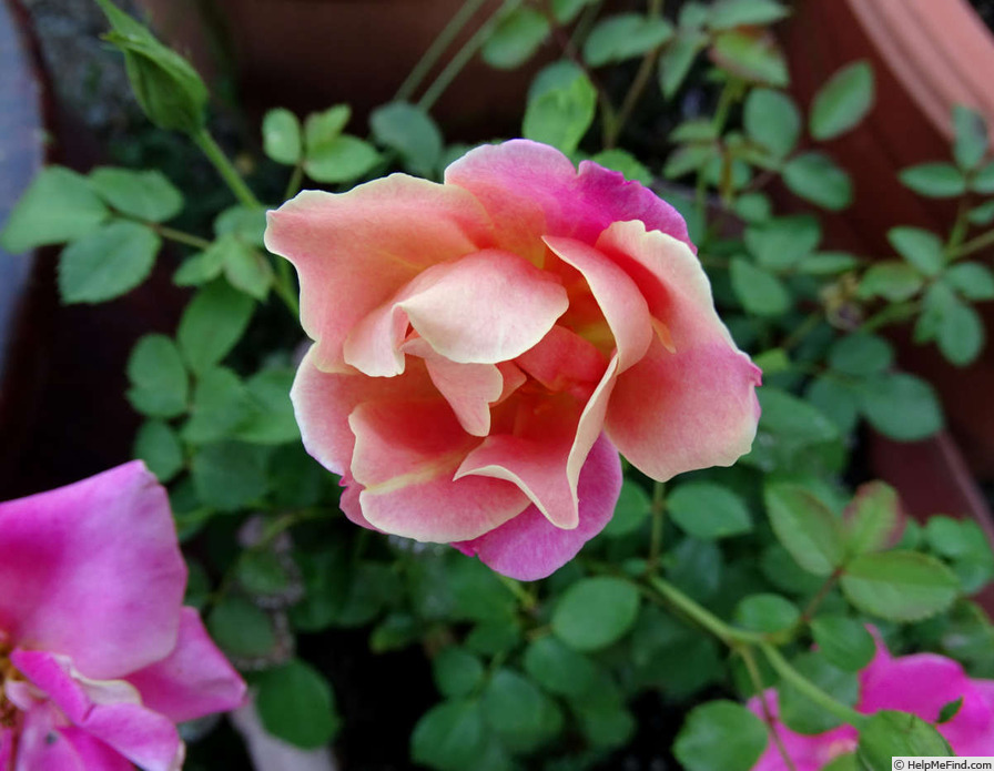 'Polynesian Punch' rose photo