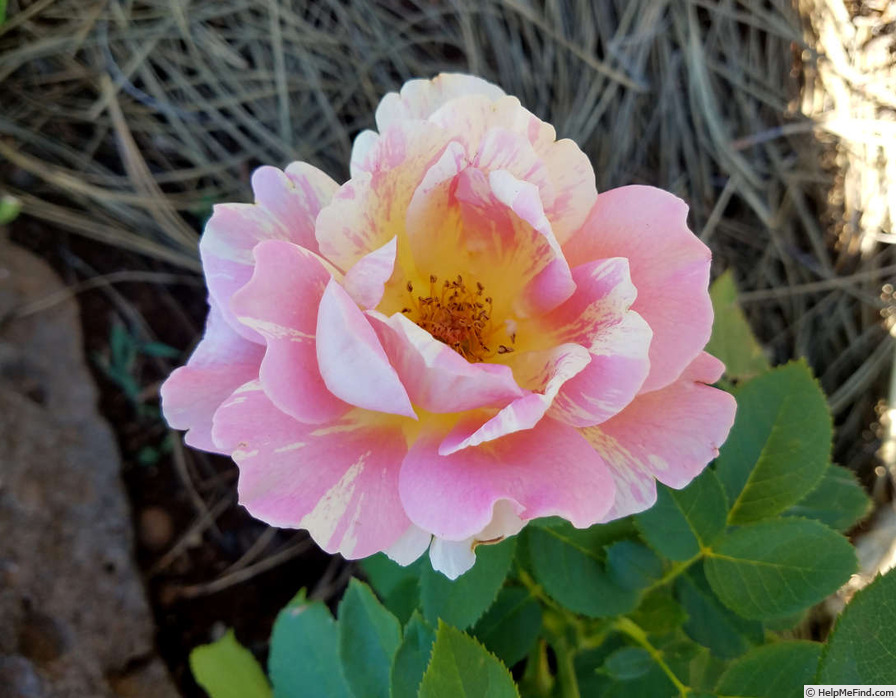 'Rose des Cisterciens ®' rose photo