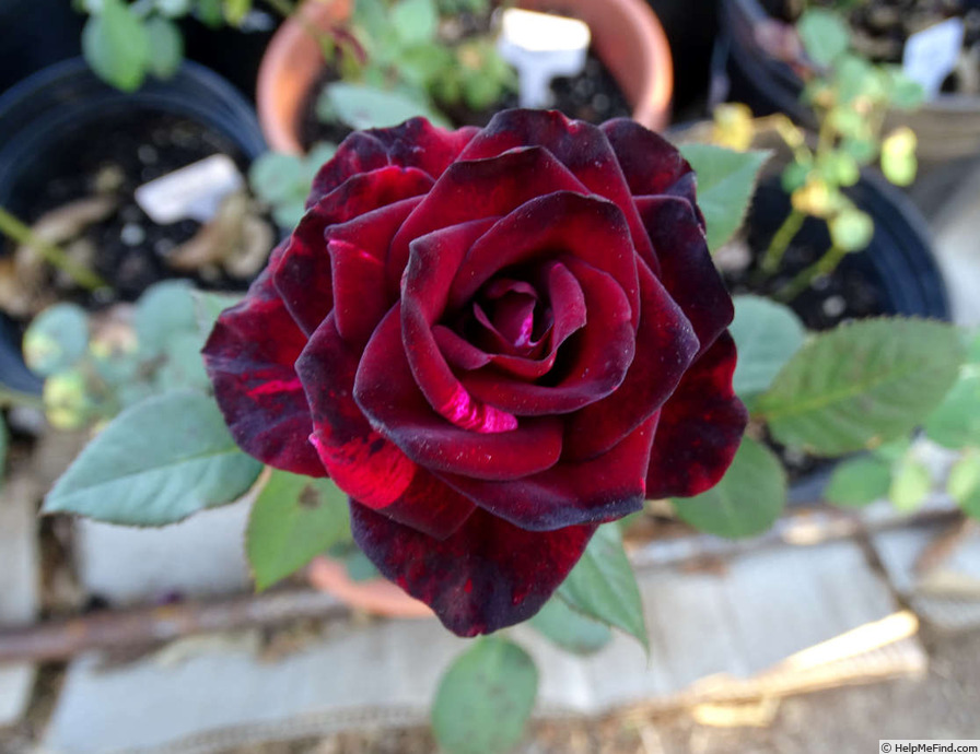 'Vampire' rose photo