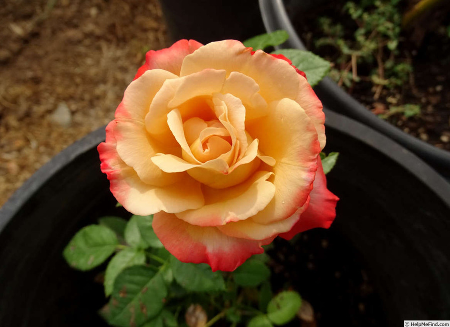 'Vendée Impériale ®' rose photo
