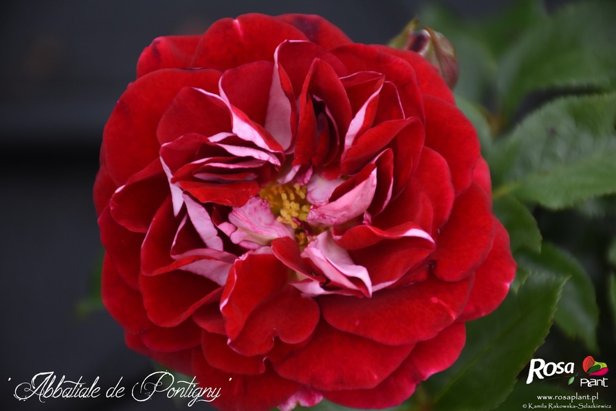 'Abbatiale de Pontigny ®' rose photo