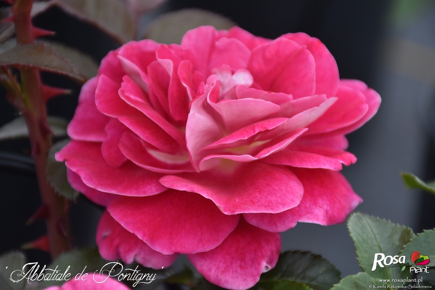 'Abbatiale de Pontigny ®' rose photo