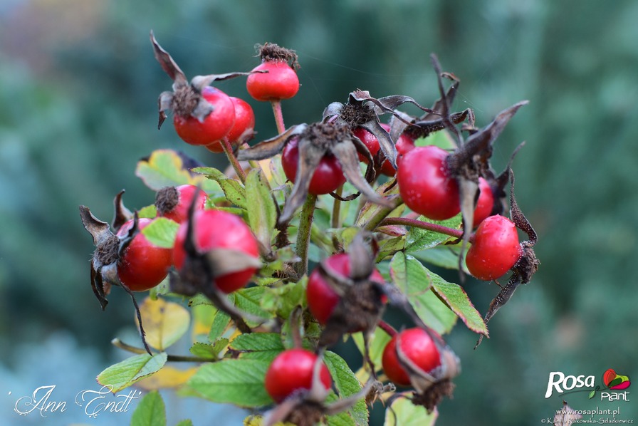 'Ann Endt' rose, click to enlarge 'Ann Endt' rose photo