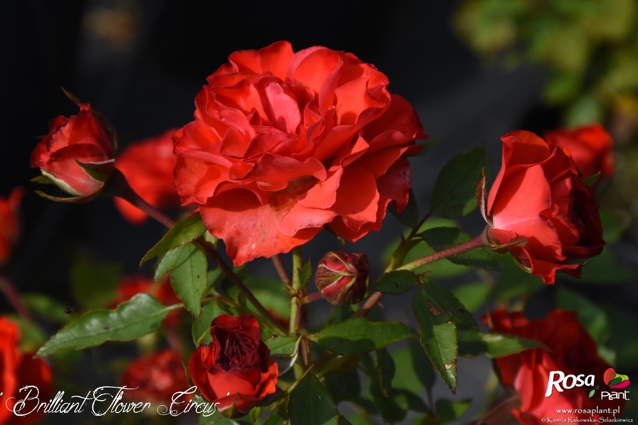 'Brilliant Flower Circus®' rose photo