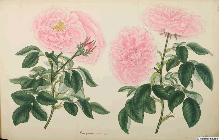 'Paeoniaflora (damask, unknown, pre 1813)' rose photo