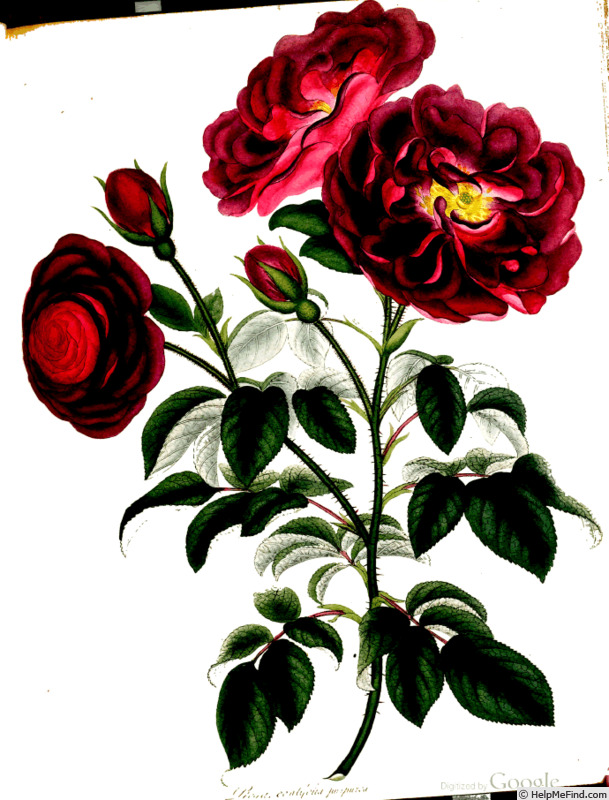 'Rosa holoserica purpurea' rose photo
