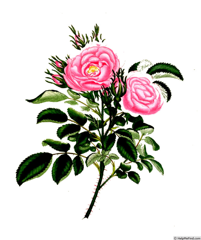 'Provincialis Hybrida' rose photo
