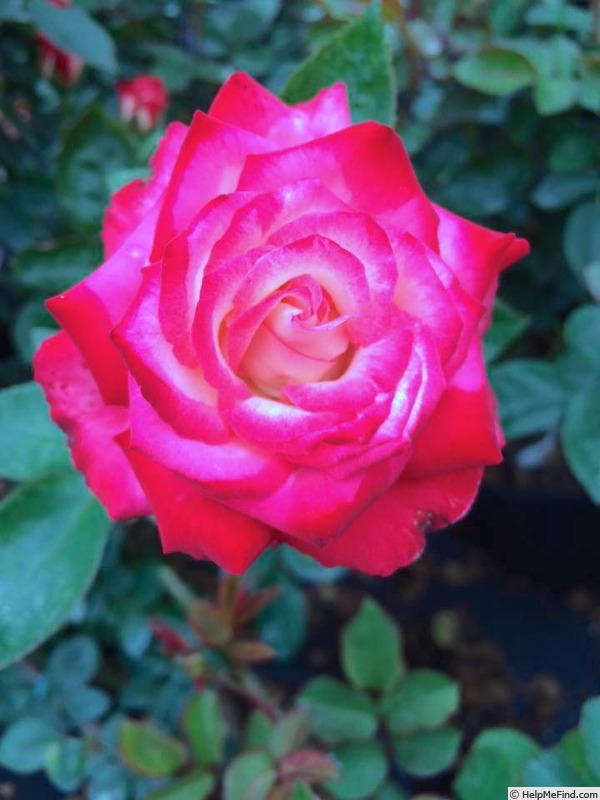 'Daisy Louise' rose photo