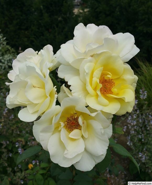 'Golden King' rose photo