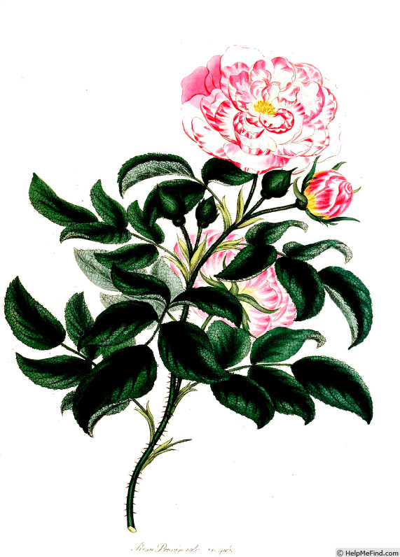'<i>Rosa provincialis variegata</i>' rose photo