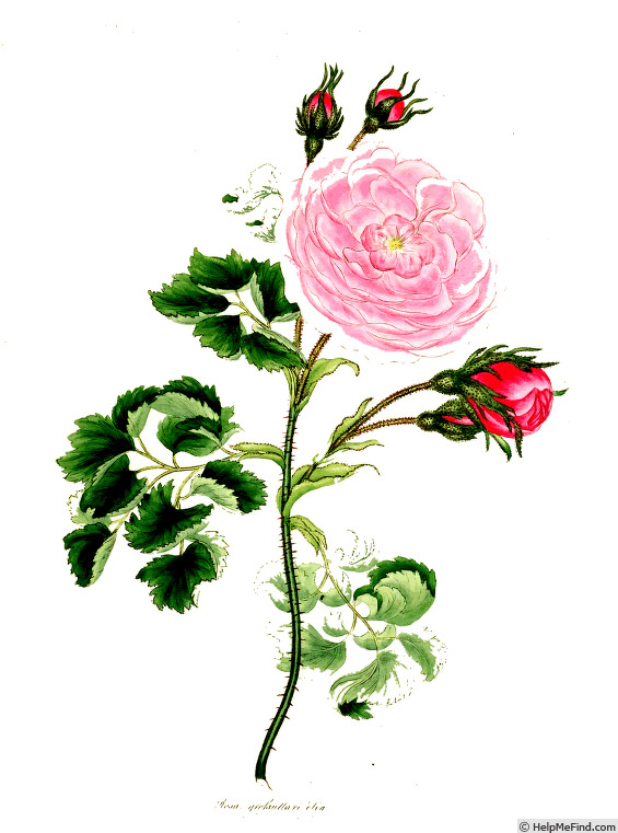 '<i>Rosa grossularifolia</i> Andr.' rose photo