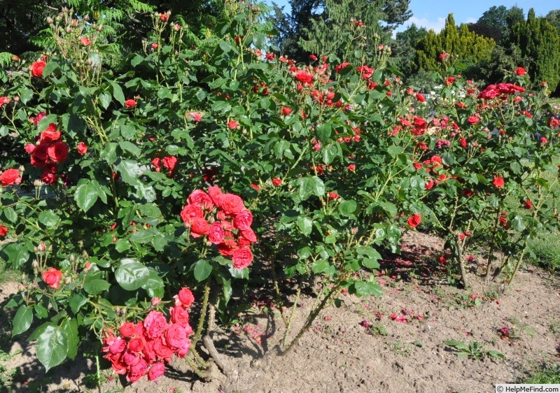 'Bastei' rose photo