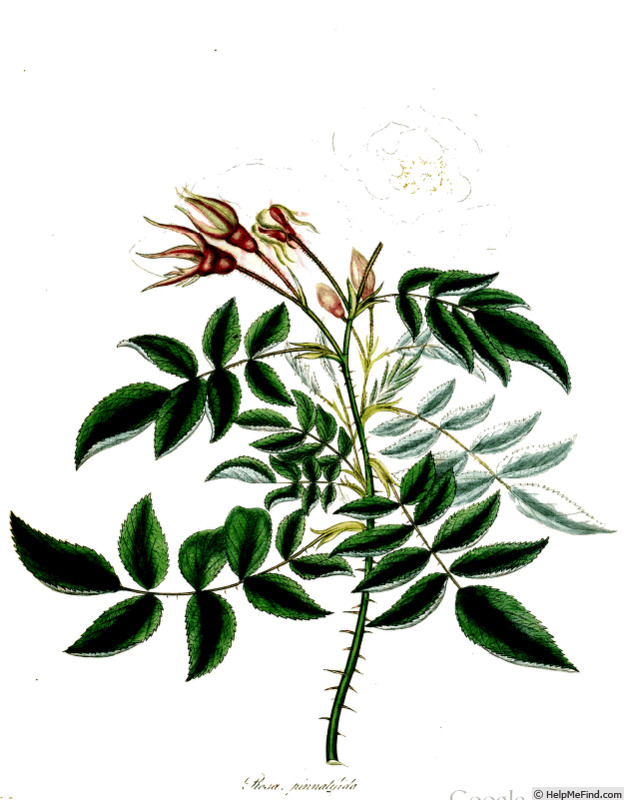 'Belle Aurore (hybrid alba, unknown, by 1811)' rose photo