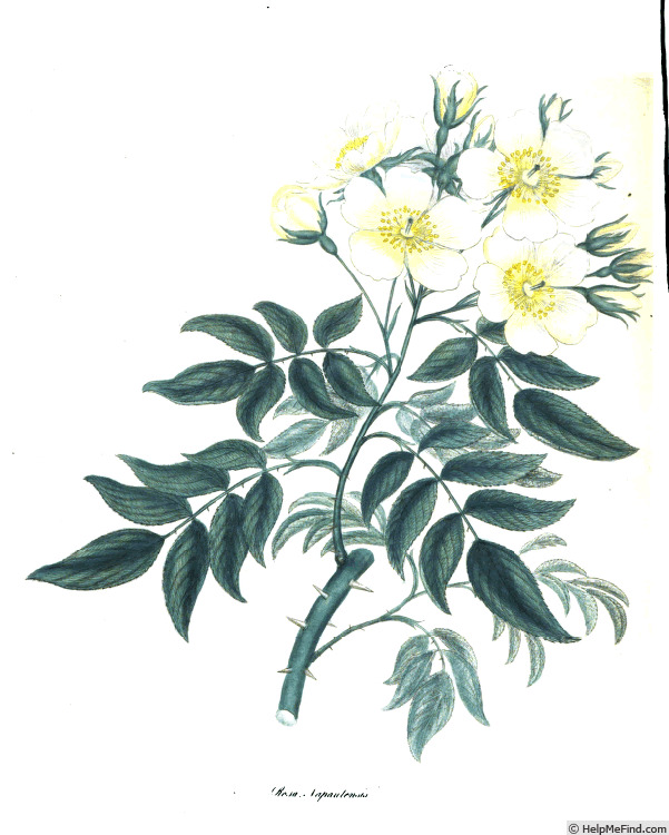 '<i>Rosa napaulensis</i> Andr.' rose photo