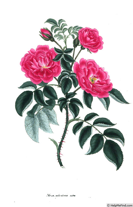 'Lee's Duchess' rose photo