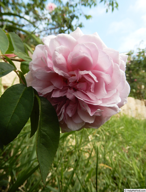 'Annie Laurie McDowell' rose photo