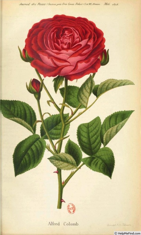 'Alfred Colomb (hybrid perpetual, Lacharme, 1865)' rose photo