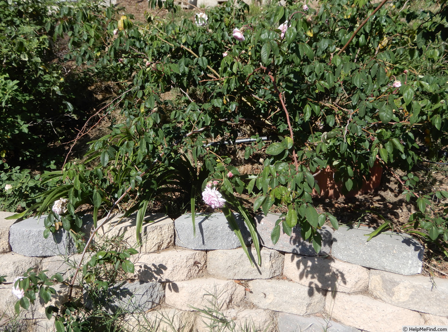 'Annie Laurie McDowell' rose photo