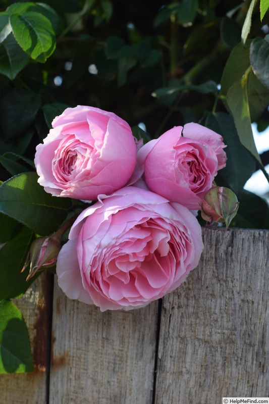 'Scentuous ™' rose photo