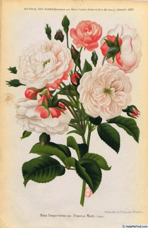 'Princesse Marie (hybrid sempervirens, Jacques, 1829)' rose photo