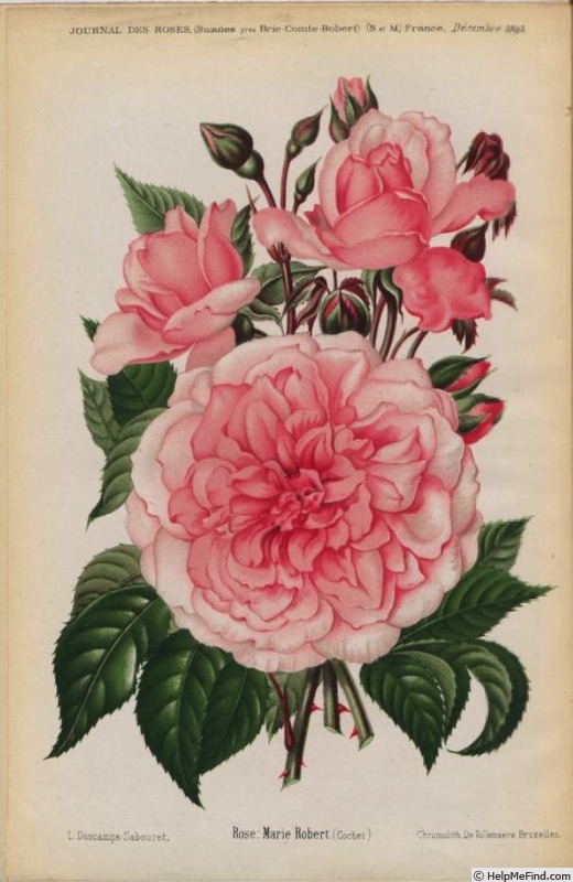 'Marie Robert (noisette, Cochet, 1893)' rose photo