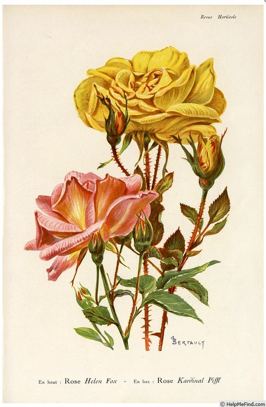 'Kardinal Piffl' rose photo