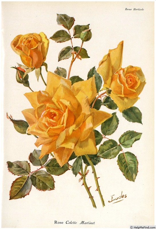 'Madame Colette Martinet' rose photo