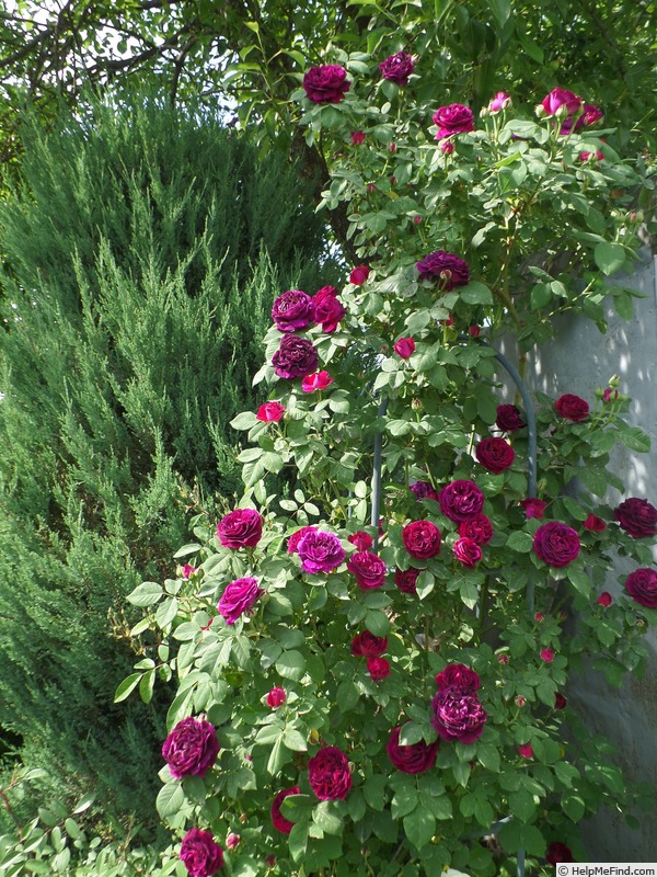 'Souvenir du Docteur Jamain (Hybrid Perpetual, Lacharme, 1865)' rose photo