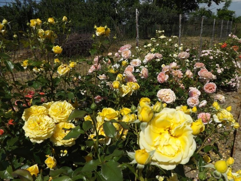 'Inka ® (Floribunda, Evers / Tantau, 2008/15)' rose photo