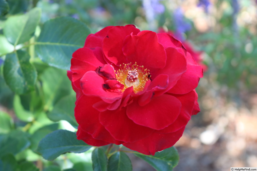 'Linda Thomson' rose photo