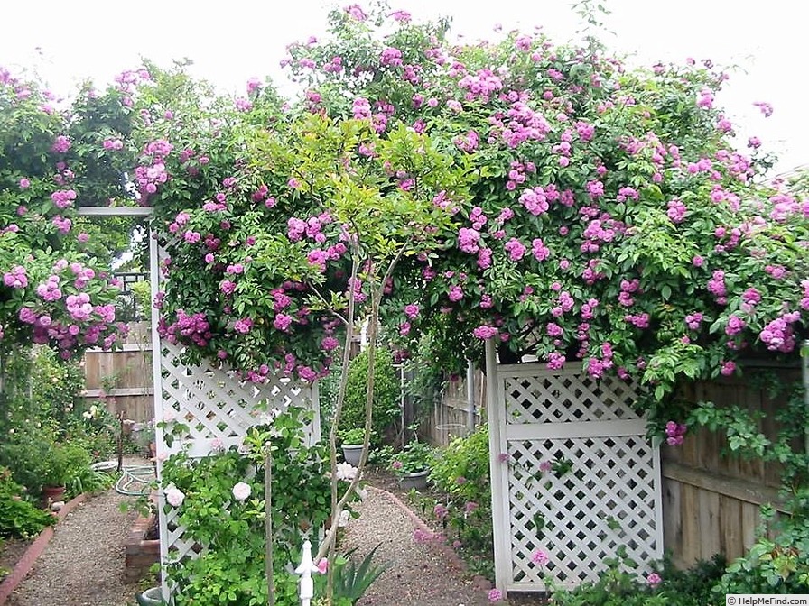 'Excellenz von Schubert (polyantha, Lambert 1909)' rose photo