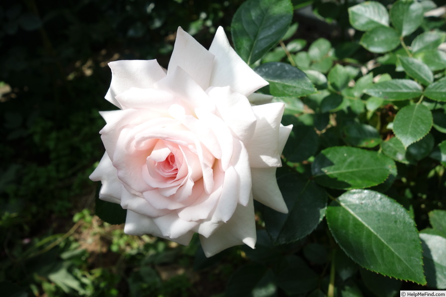 'Daisy's Delight' rose photo