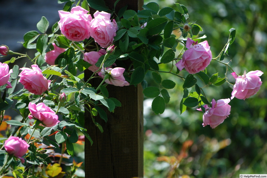 'Coupe d'Hébé (cl. bourbon, Laffay, 1840)' rose photo