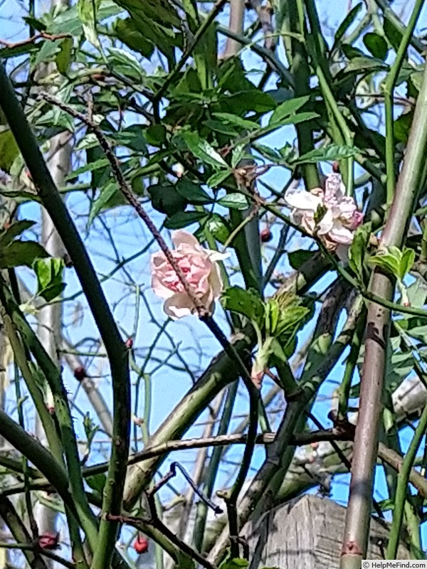 'Ghislaine de Féligonde' rose photo