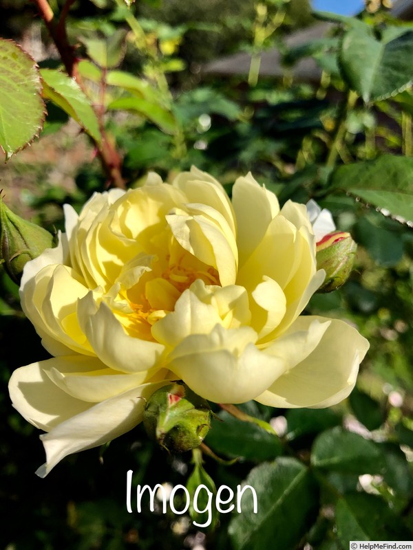 'Imogen (shrub, Austin 2016)' rose photo