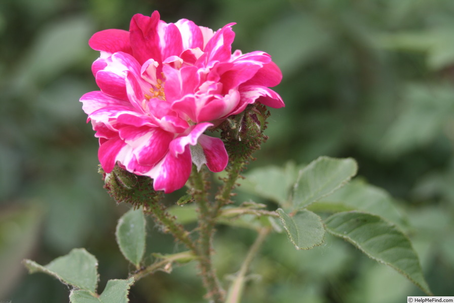 'Cassovia' rose photo