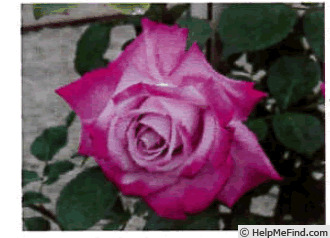 'OG2606' rose photo