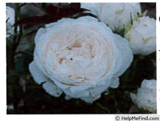 'R.hiyori 291005' rose photo