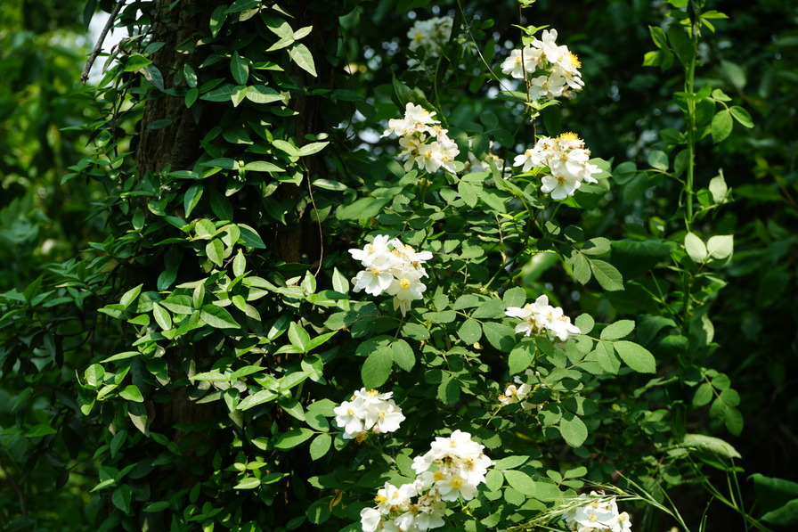 'R. multiflora' rose photo
